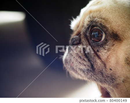 lovely white fat cute pug portraits close up playing in garden outdoor making funny face with blur home environment background lovely white fat cute pug portraits close up playing in garden outdoor making funny face with blur home environment background 80400149