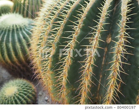 A cactus thorn called Kindai A cactus thorn called Kindai 80400197