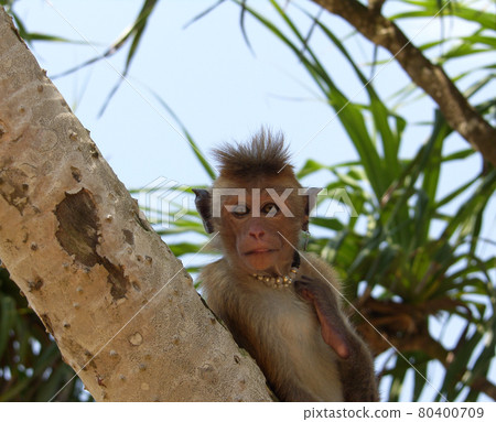 Island Sri Lanka (Ceylon), small fashionable monkey . Island Sri Lanka (Ceylon), small fashionable monkey . 80400709