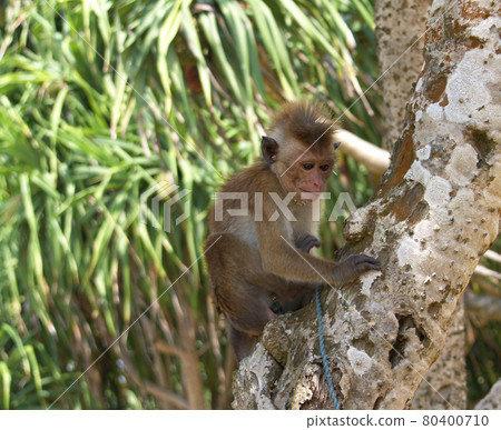 Island Sri Lanka (Ceylon), small fashionable monkey . Island Sri Lanka (Ceylon), small fashionable monkey . 80400710