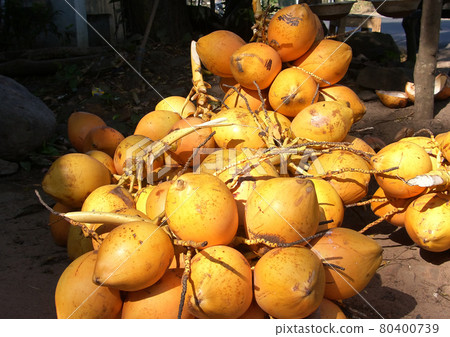 Island Sri Lanka (Ceylon), the big heap of yellow ripe coconuts . 80400739