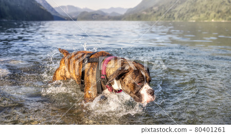 Playful and Funny Boxer Dog swimming in the water. 80401261