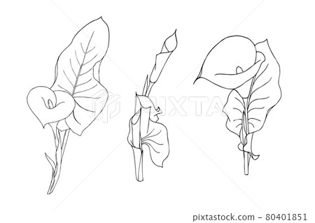 Set of calla flower with leaves doodling style contour black hand drawing on white background isolated Set of calla flower with leaves doodling style contour black hand drawing on white background isolated 80401851