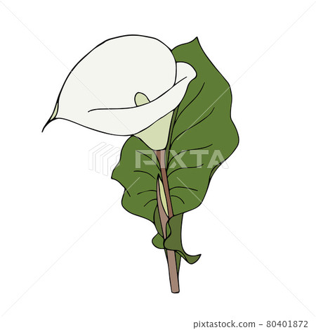 Calla flower hand-drawing doodling, single, white color bud, isolated, on white background. Calla flower hand-drawing doodling, single, white color bud, isolated, on white background. 80401872