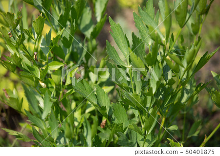 Fresh, bio lovage in the garden, a large edible white-flowered plant of the parsley family, herbalism concept Fresh, bio lovage in the garden, a large edible white-flowered plant of the parsley family, herbalism concept 80401875