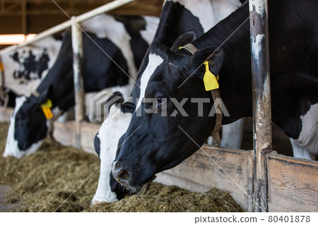 Agricultural concept, diary cows eating a hay in modern free livestock stall or cowshed for distibution of milk, animal and food concept Agricultural concept, diary cows eating a hay in modern free livestock stall or cowshed for distibution of milk, animal and food concept 80401878