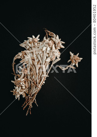 Edelweiss flower isolated on black background Edelweiss flower isolated on black background 80401952