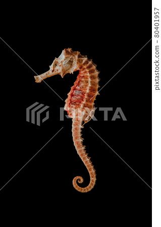 Dried seahorse skeleton on a black background Dried seahorse skeleton on a black background 80401957
