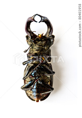 European stag beetle on white background European stag beetle on white background 80401958