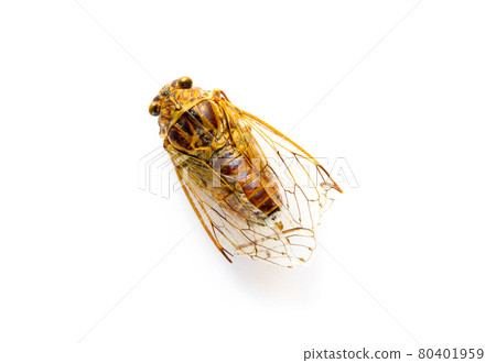 Cicada isolated on white background Cicada isolated on white background 80401959