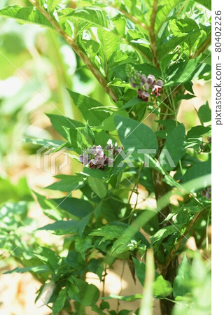 Apios (potato bean) flowers 80402226