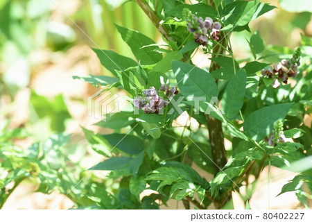 Apios (potato bean) flowers Apios (potato bean) flowers 80402227