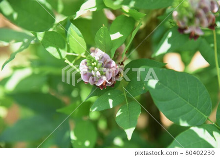 Apios (potato bean) flowers Apios (potato bean) flowers 80402230