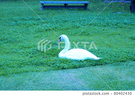 彩天鵝野鳥草(2021年7月註冊)最大尺寸:L 彩天鵝野鳥草(2021年7月註冊)最大尺寸:L 80402430