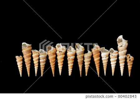 number of seashells closeup isolated on black background 80402843