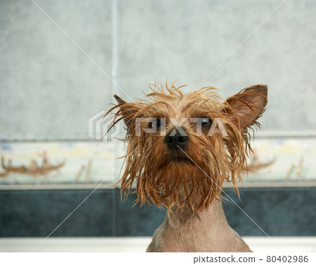 cute dog cute dog 80402986