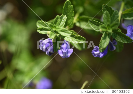 Scutellaria strigosa 80403302