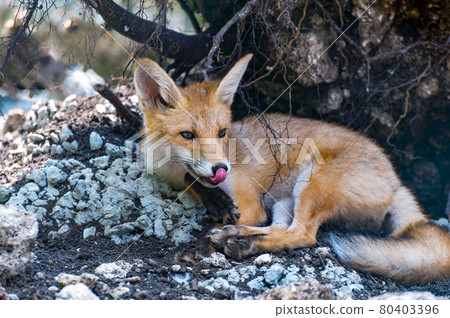 Red fox in the forest 80403396