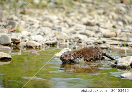 Eurasian river otter baby. Lutra lutra. Eurasian river otter baby. Lutra lutra. 80403413