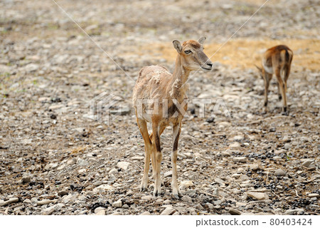 Deer on a background of wildlife. 80403424