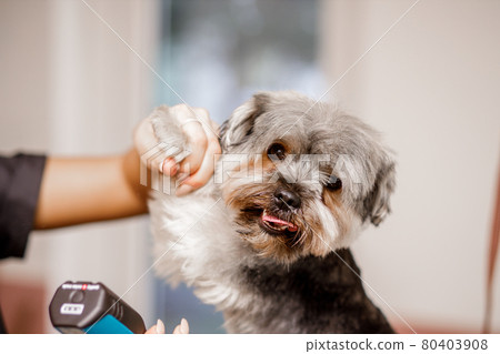 Young blond professional groomer love her job with yorkshire dog and all of the pets. Young blond professional groomer love her job with yorkshire dog and all of the pets. 80403908