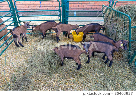 Goat Farm Goat Farm 80403937