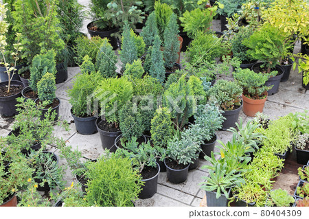 Evergreen plants Evergreen plants 80404309
