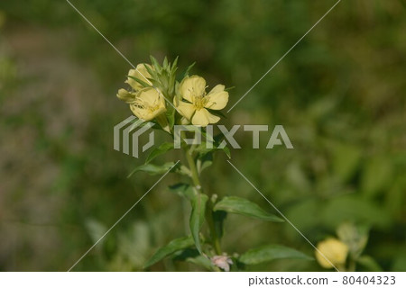 Affiliation 80404323