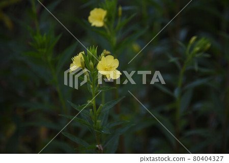 Affiliation 80404327