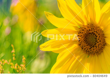 young yellow sunflower on blurred bright background 80404649