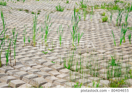 area covered with flexible concrete mat to prevent erosion, laid on the ground, with plants growing through it area covered with flexible concrete mat to prevent erosion, laid on the ground, with plants growing through it 80404655