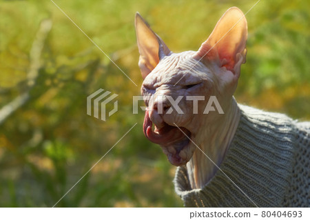 Hairless cat in a sweater licks its lips on a blurred green background 80404693