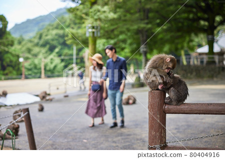 享受動物園約會的年輕夫婦(拍攝合作“高崎山自然動物園”) 享受動物園約會的年輕夫婦(拍攝合作“高崎山自然動物園”) 80404916