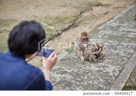 一個年輕人在動物園約會用智能手機拍攝猴子(拍攝合作“高崎山自然動物園”) 一個年輕人在動物園約會用智能手機拍攝猴子(拍攝合作“高崎山自然動物園”) 80404917