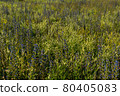 Green field with violet flowers closeup 80405083