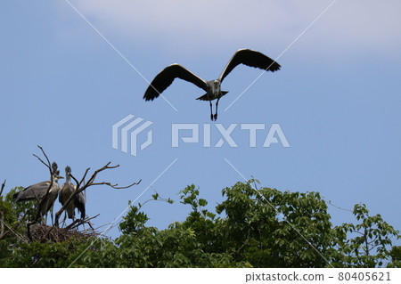 A landscape with three large herons remaining in the nest above the tree and a flying parent heron A landscape with three large herons remaining in the nest above the tree and a flying parent heron 80405621