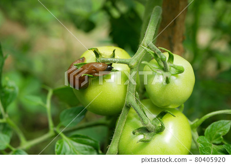 Tomato leaves fruit unripe green spanish slug pest Arion vulgaris snail parasitizes Solanum lycopersicum leaf vegetables or cabbage lettuce moving in the garden, eating ripe plant crops Tomato leaves fruit unripe green spanish slug pest Arion vulgaris snail parasitizes Solanum lycopersicum leaf vegetables or cabbage lettuce moving in the garden, eating ripe plant crops 80405920