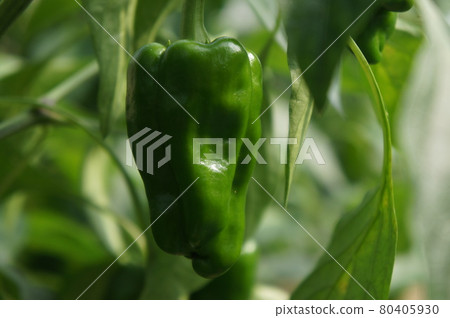 Bell peppers on the verge of harvest Bell peppers on the verge of harvest 80405930