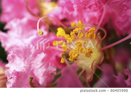Up of pink crisp vegetable flowers 80405998