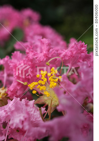 Up of pink crisp vegetable flowers 80406000