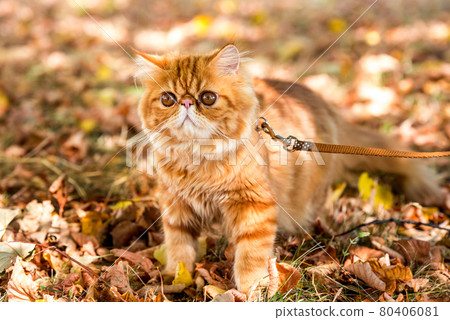 Red Persian cat with a leash walking in the yard. 80406081