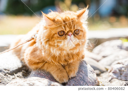 Young cute Red Persian cat Portrait walking in the park 80406082