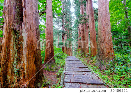 Cedar trees on the approach to Haguroyama Shrine 80406331
