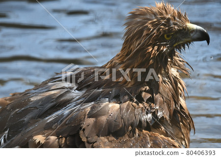 Golden eagle 15 80406393