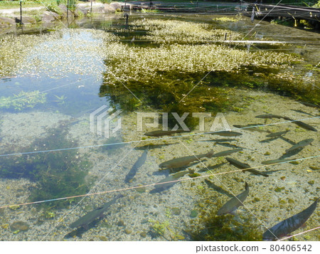 Daio Wasabi Farm (Azumino Wasabida Spring Water Group) Hydrophile Plaza 80406542