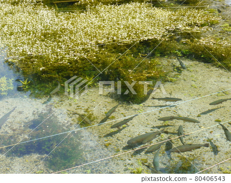Daio Wasabi Farm (Azumino Wasabida Spring Water Group) Hydrophile Plaza Daio Wasabi Farm (Azumino Wasabida Spring Water Group) Hydrophile Plaza 80406543