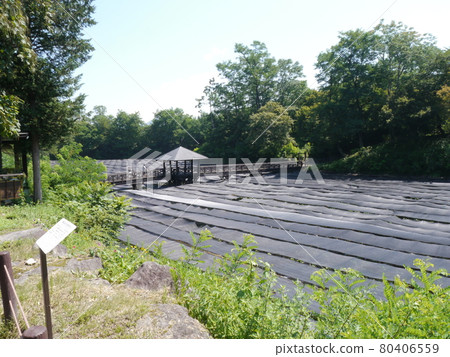 夏季大王芥末農場(安曇野芥末泉水集團)幸運橋 夏季大王芥末農場(安曇野芥末泉水集團)幸運橋 80406559