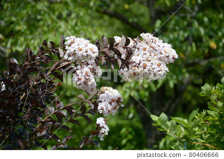 Salisbury Salisbury 80406666