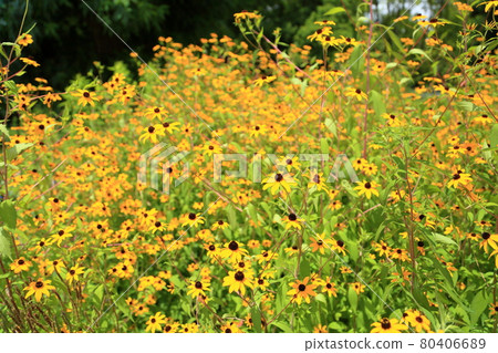 小金光菊花 小金光菊花 80406689