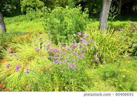 Willow flower 80406691